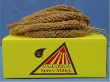 California Golden Spray Millet – Premium 25 Lbs